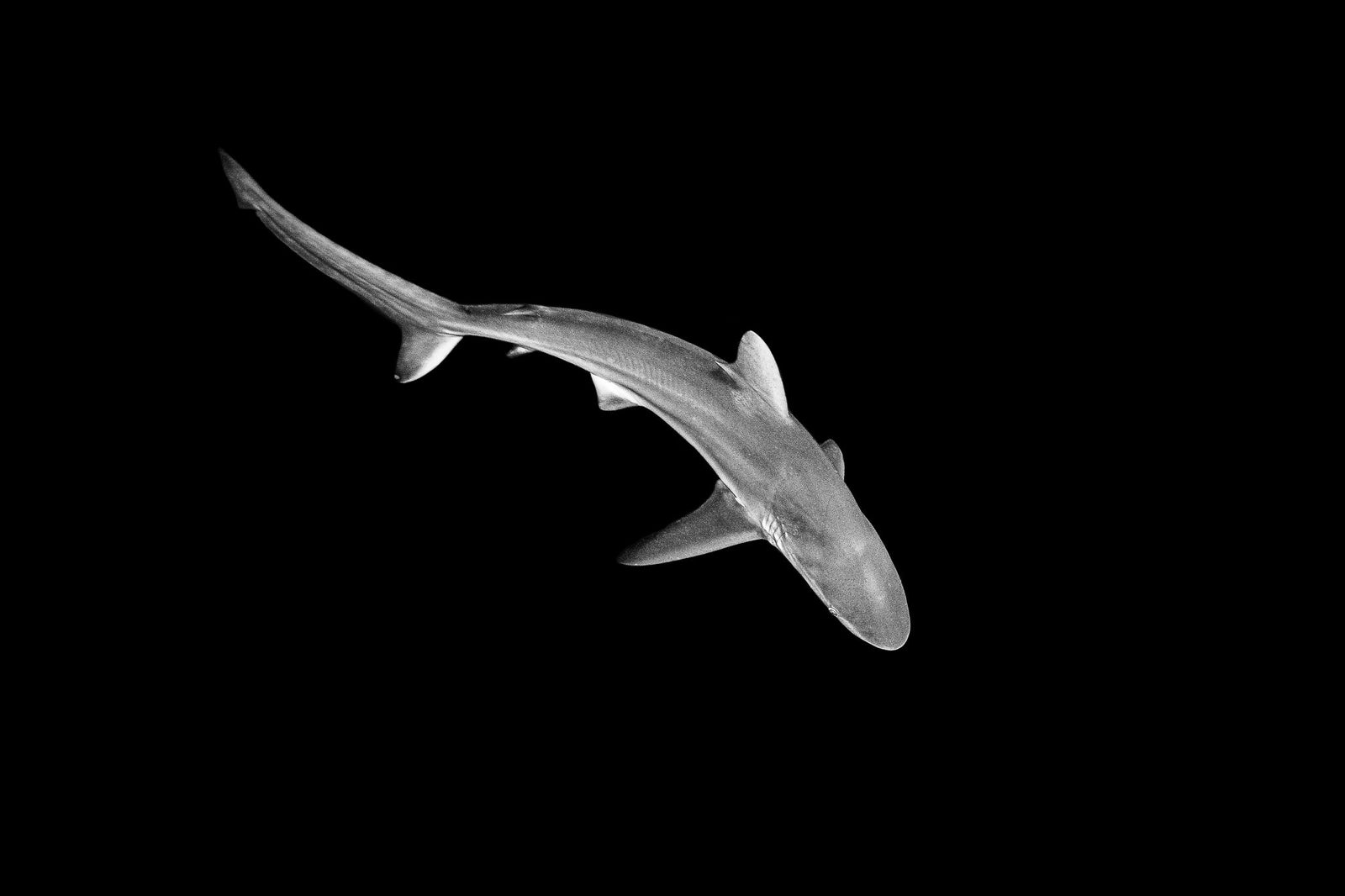 Shark underwater by Wim van den Heever