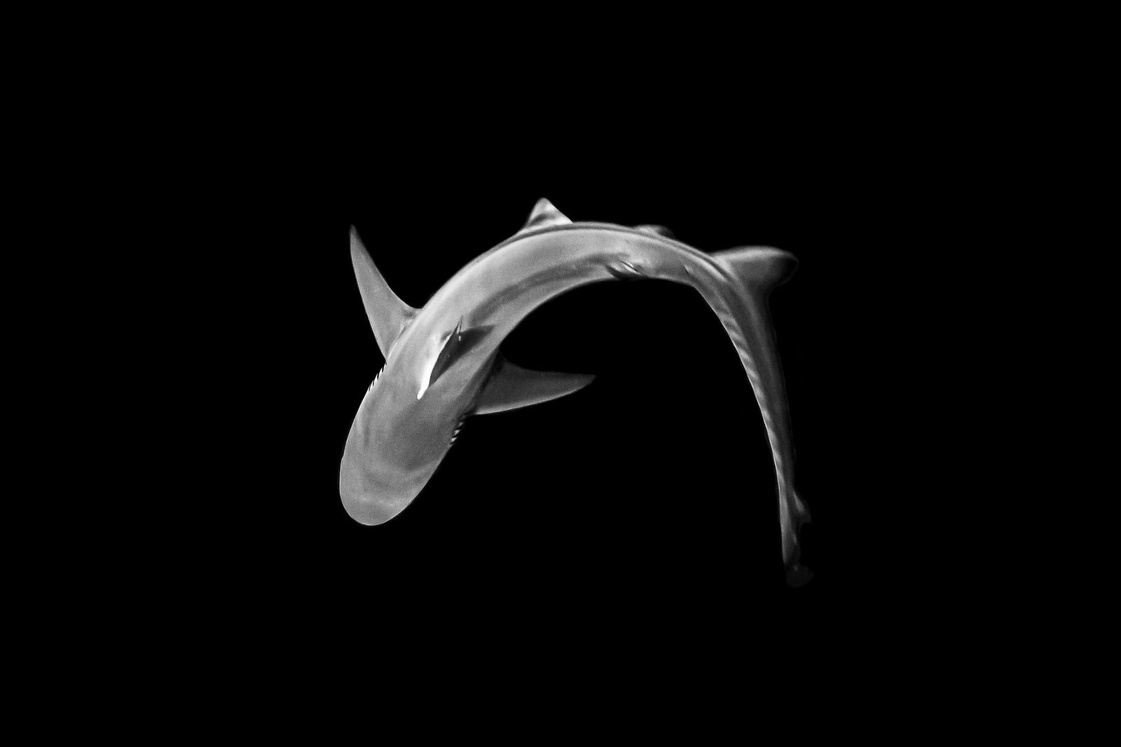 Shark underwater by Wim van den Heever