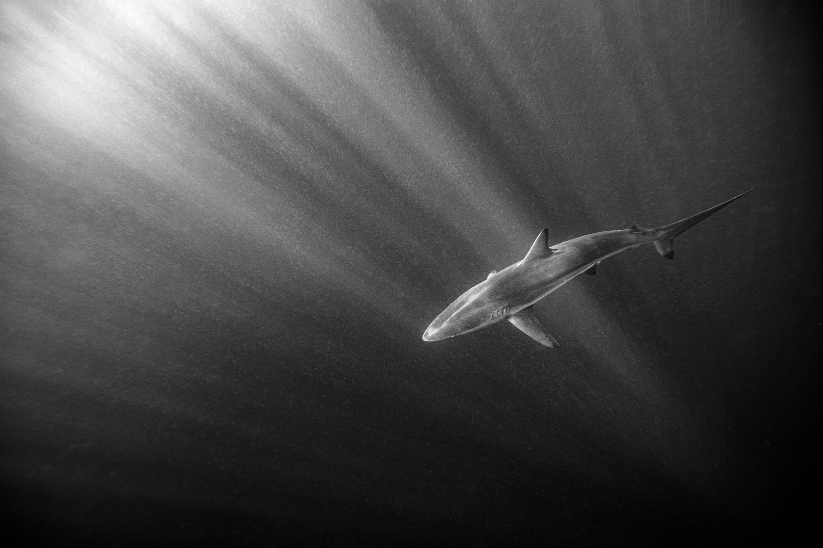 Shark underwater by Wim van den Heever