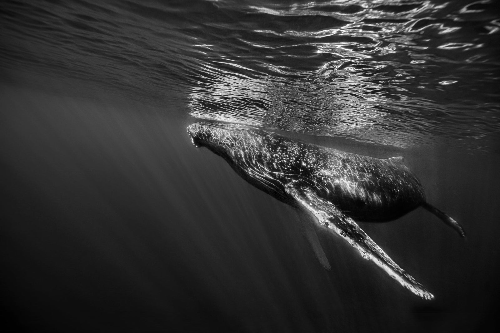 Whale underwater by Wim van den Heever