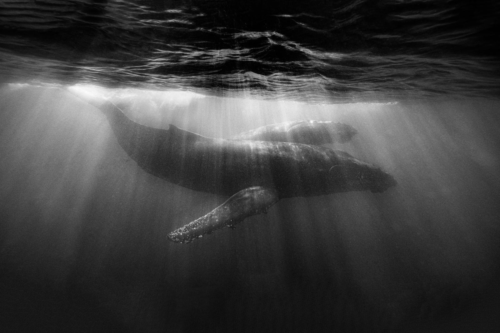Whale underwater by Wim van den Heever