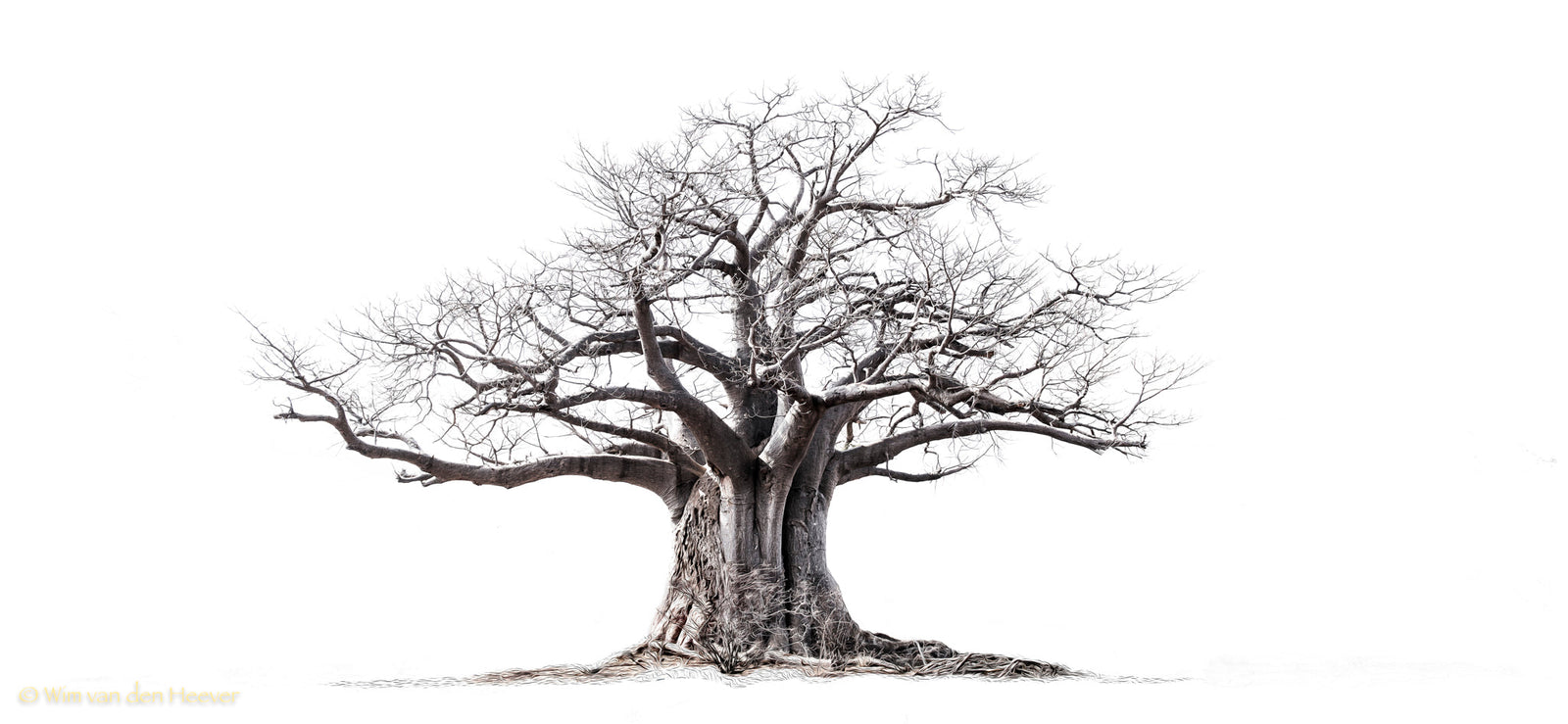 Baobab tree by Wim van den Heever