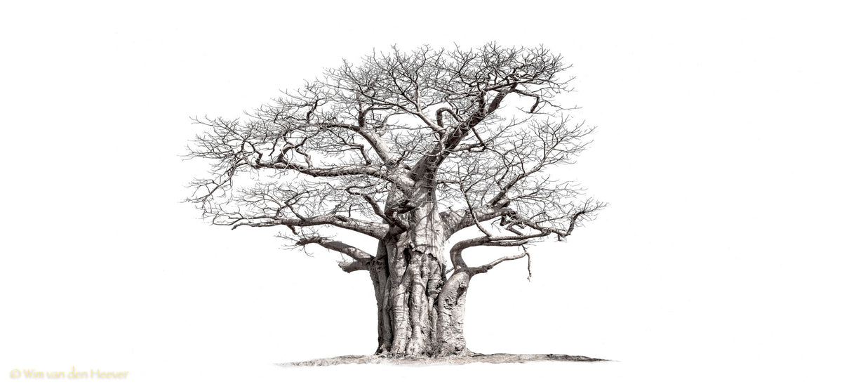 Baobab tree by Wim van den Heever