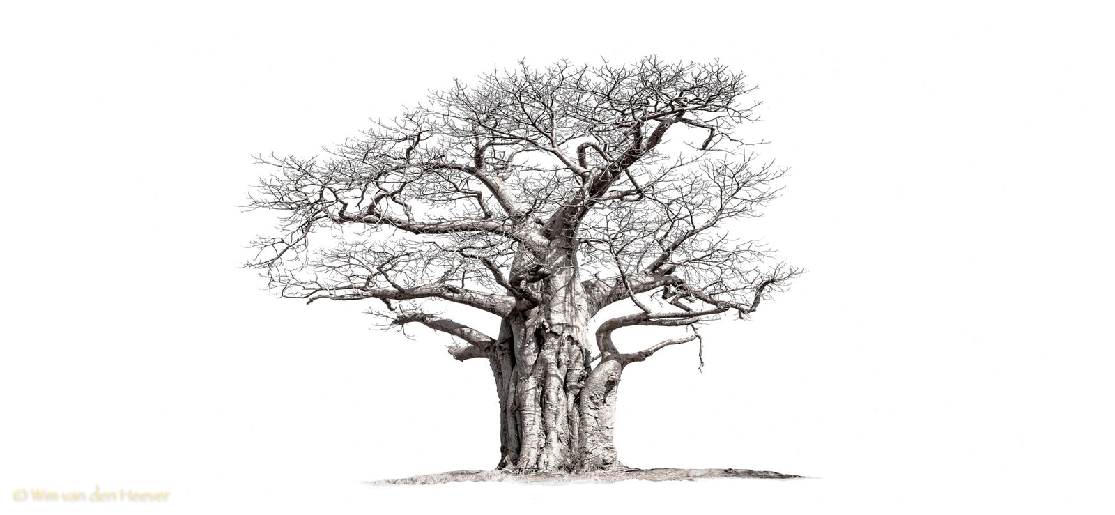 Baobab tree by Wim van den Heever
