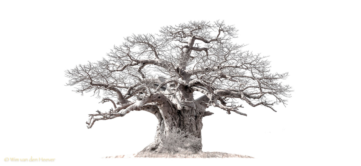 Baobab tree by Wim van den Heever