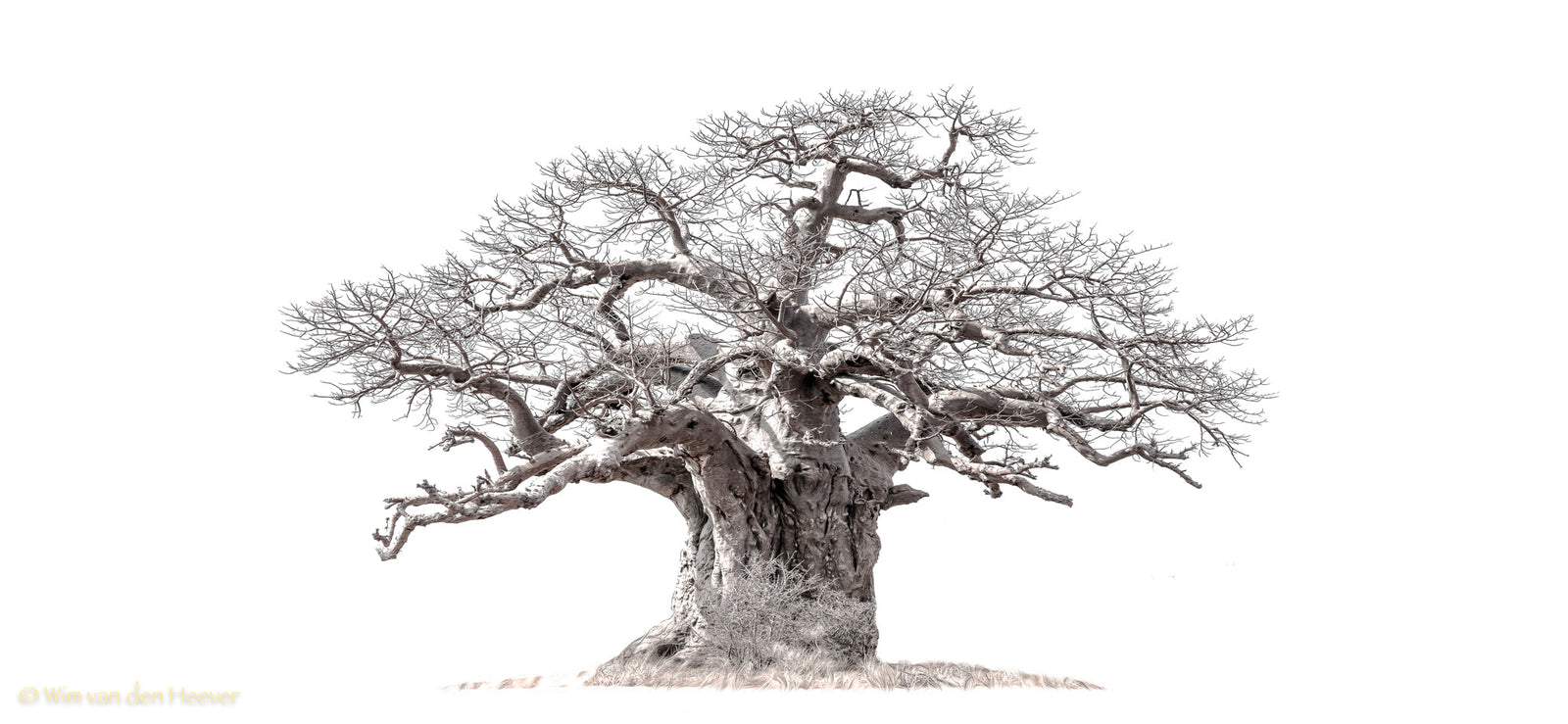 Baobab tree by Wim van den Heever