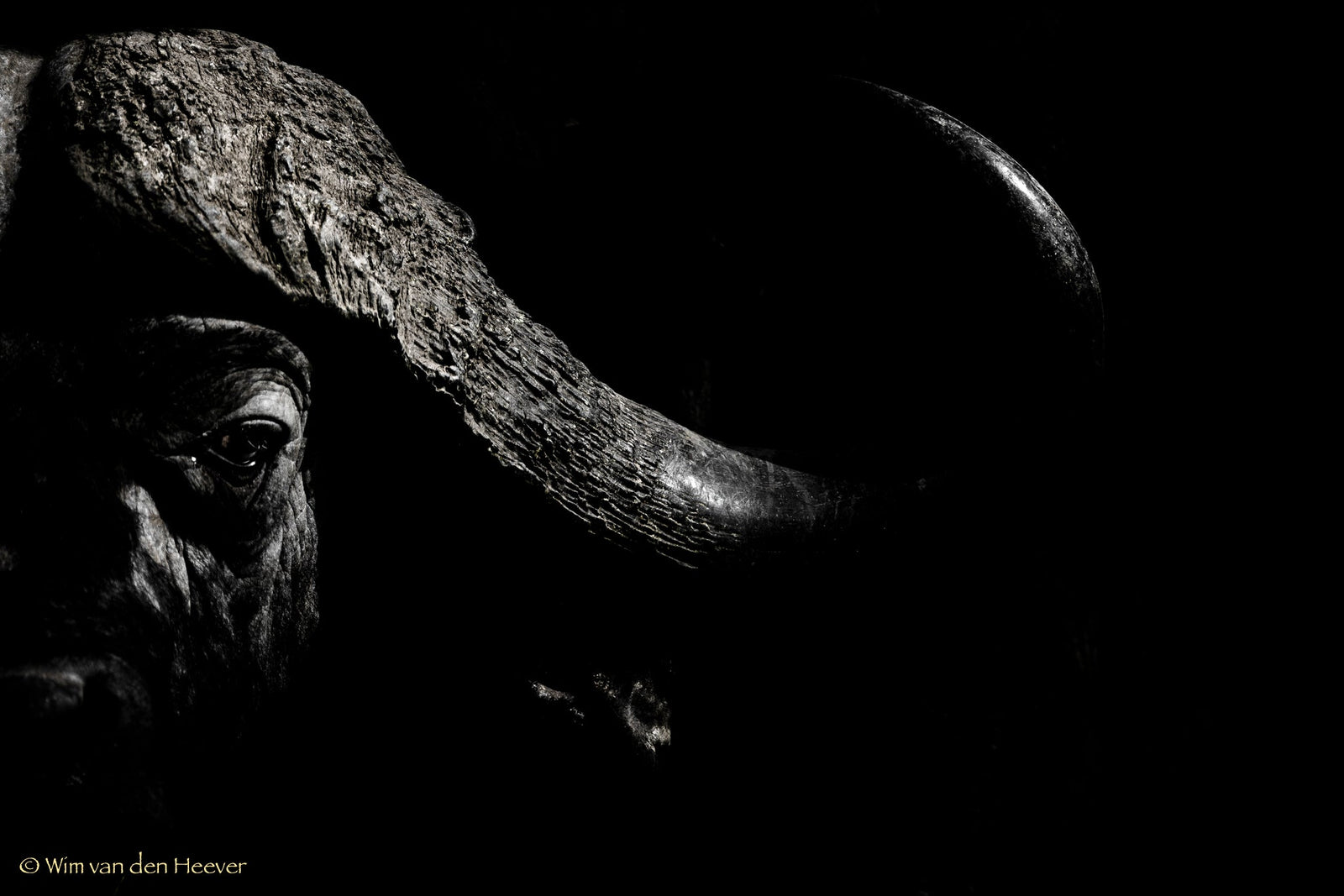 Buffalo fine art print by Wim van den Heever