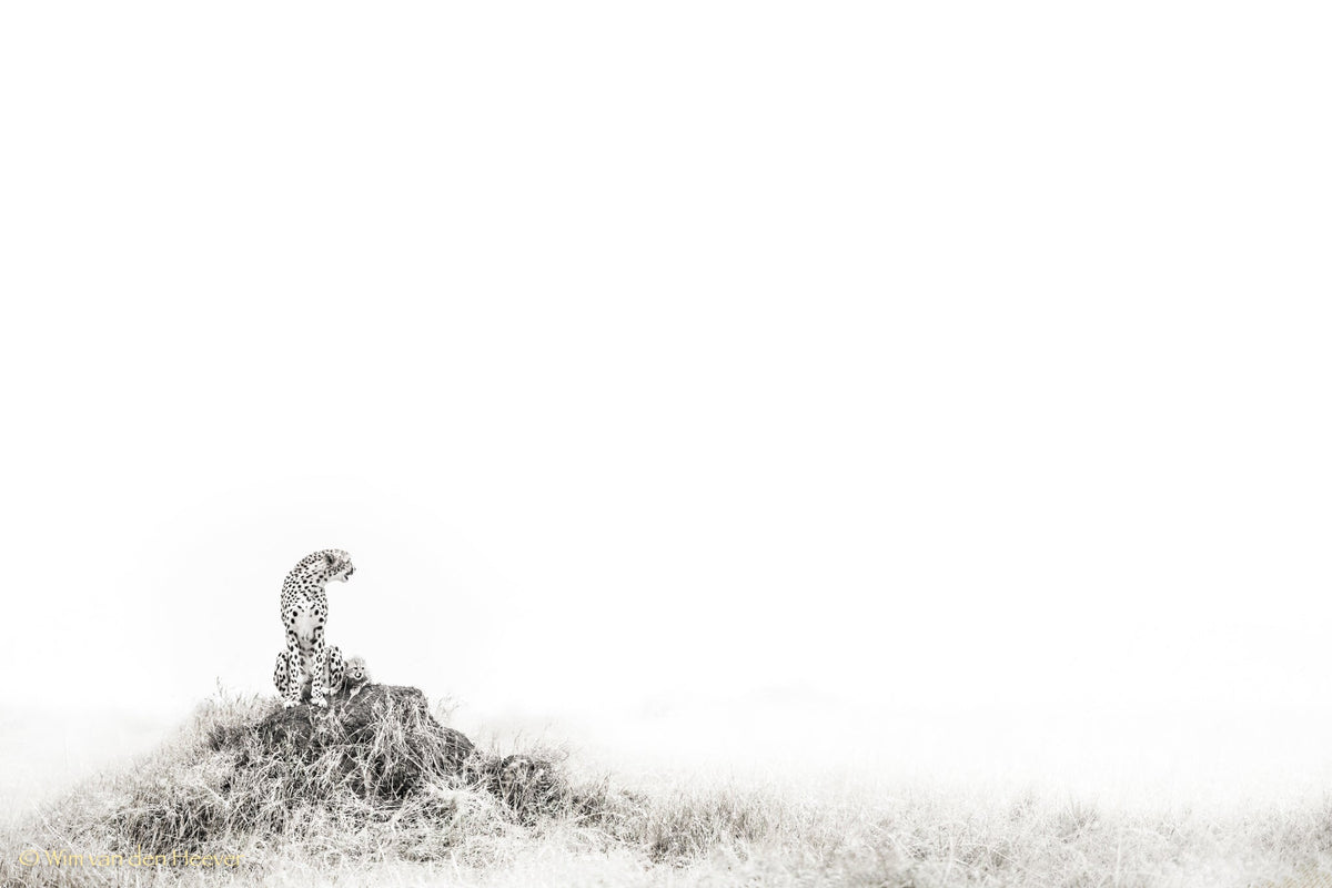 Cheetah fine art print by Wim van den Heever