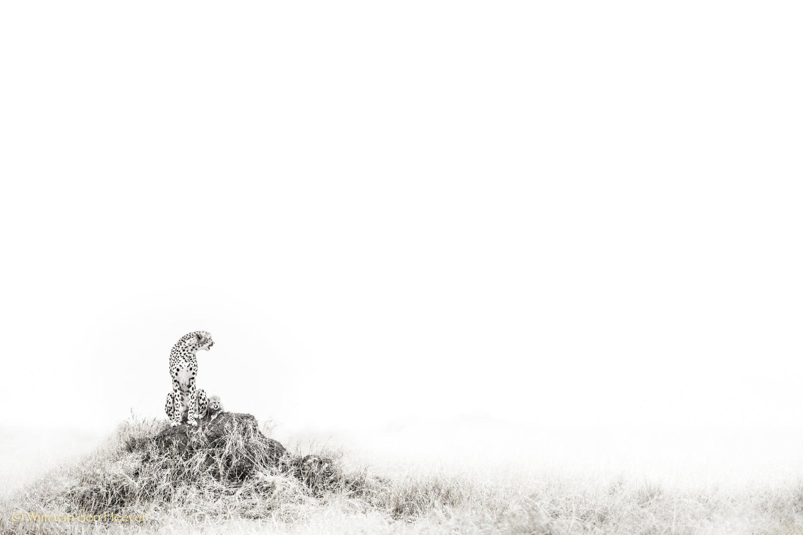 Cheetah fine art print by Wim van den Heever