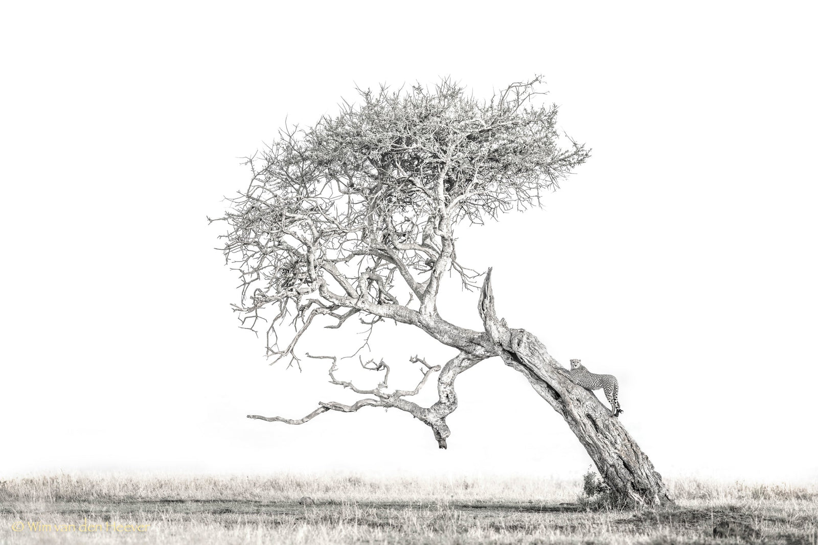Cheetah fine art print by Wim van den Heever