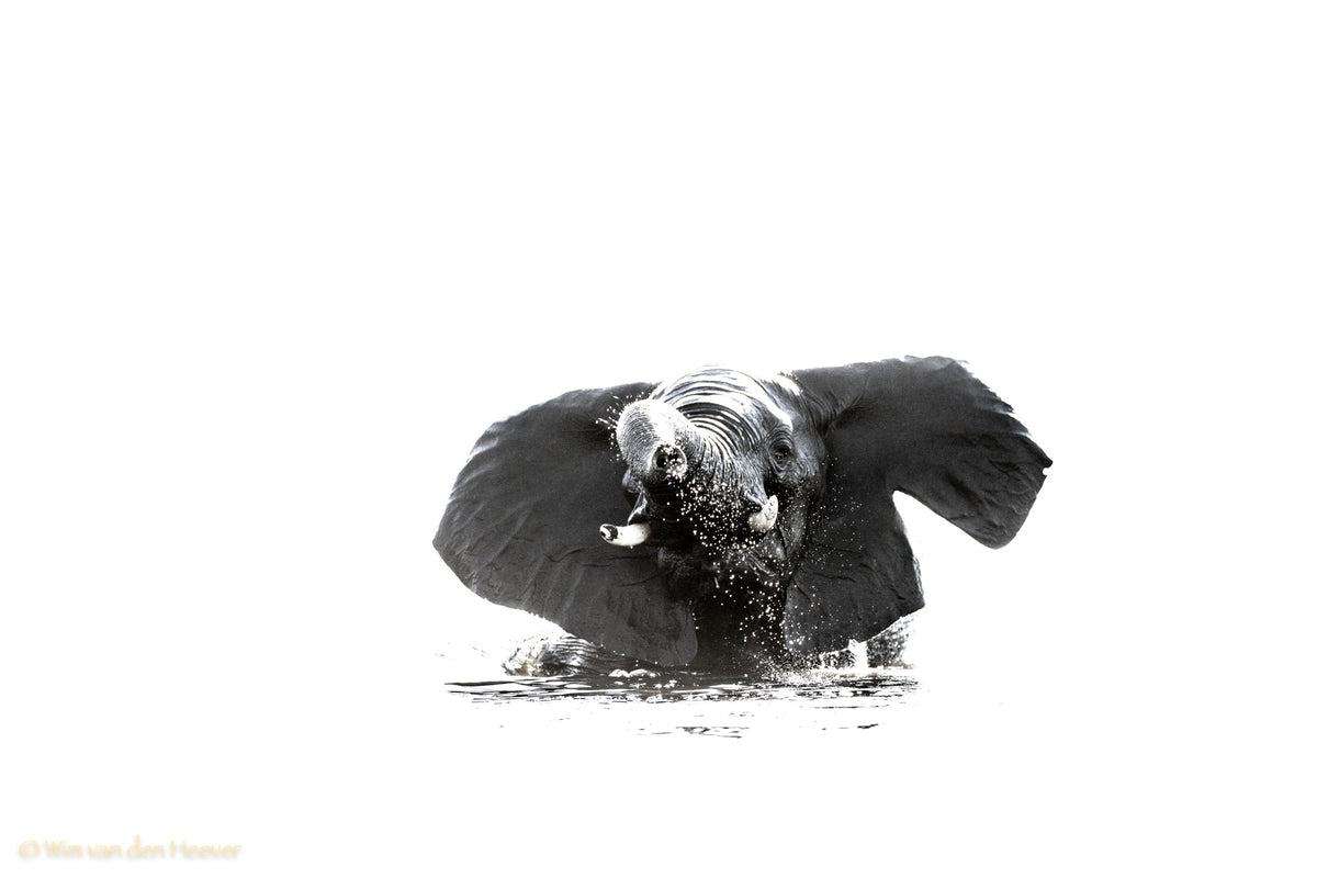 Elephant fine art print by Wim van den Heever