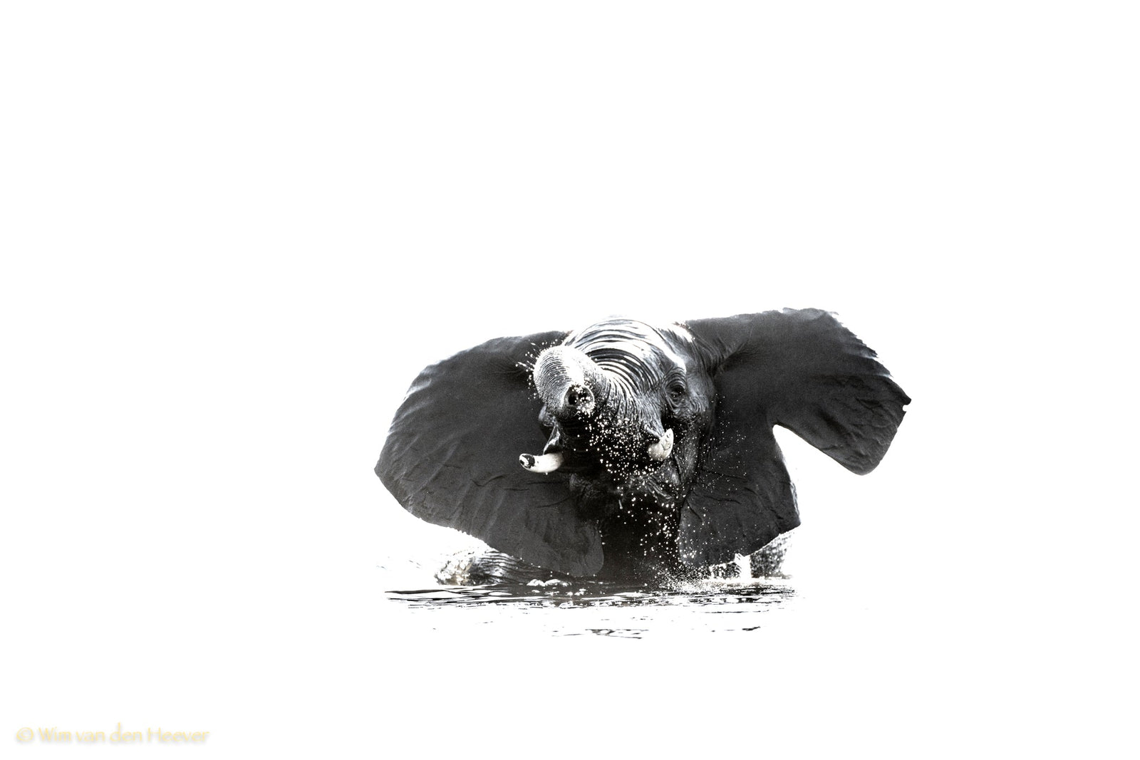 Elephant fine art print by Wim van den Heever