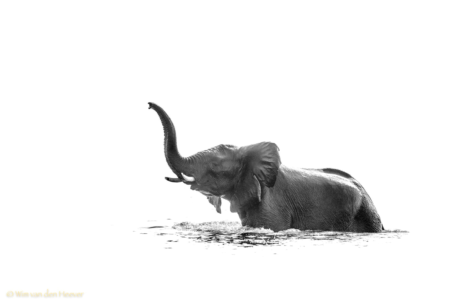 Elephant fine art print by Wim van den Heever