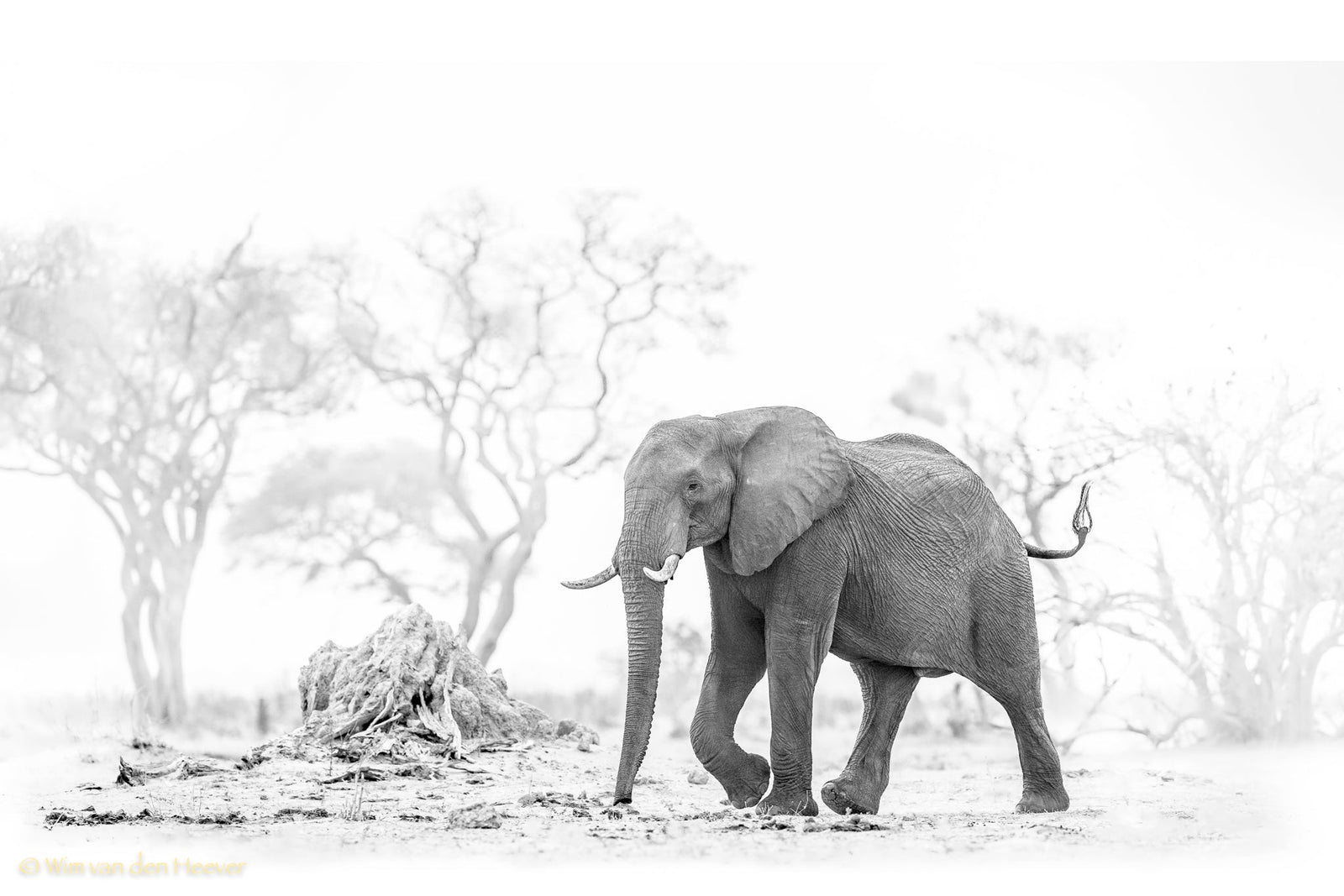 Elephant fine art print by Wim van den Heever