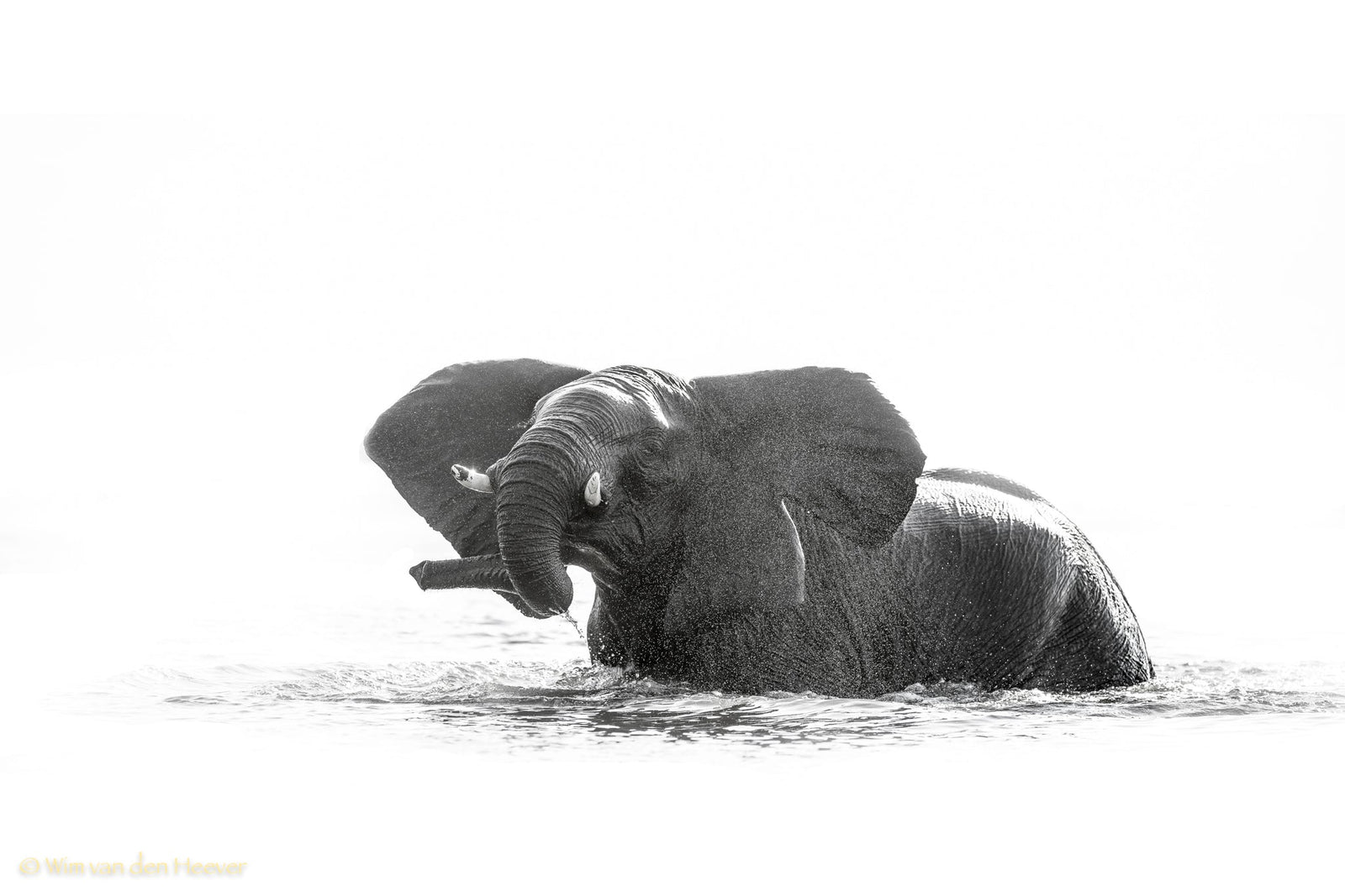 Elephant fine art print by Wim van den Heever