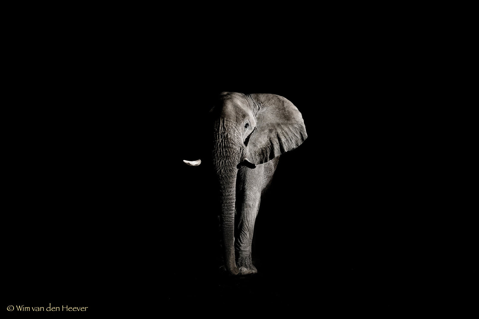 Elephant fine art print by Wim van den Heever