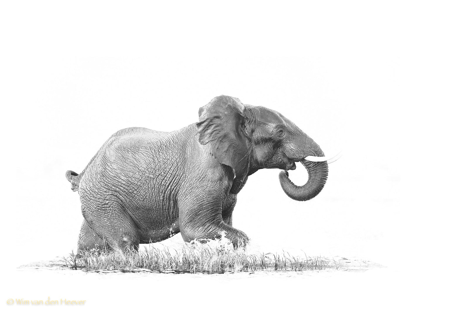 Elephant fine art print by Wim van den Heever