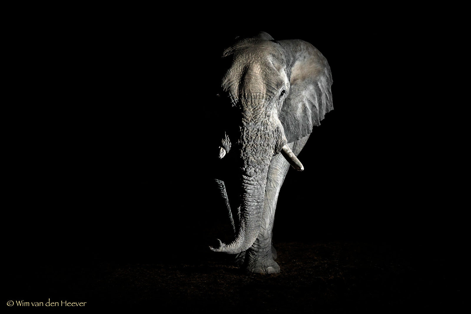 Elephant fine art print by Wim van den Heever