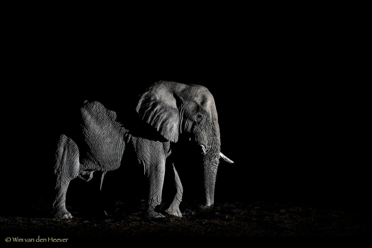 Elephant fine art print by Wim van den Heever