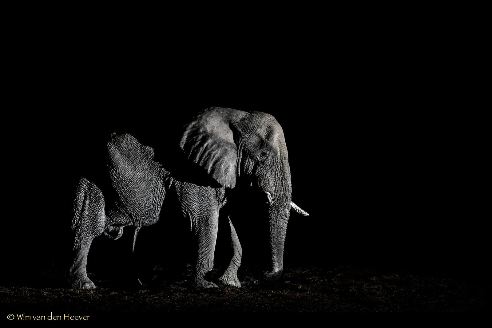 Elephant fine art print by Wim van den Heever