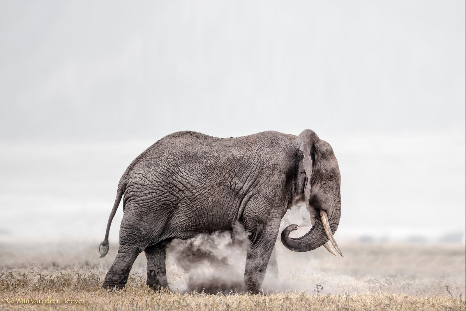 Elephant fine art print by Wim van den Heever
