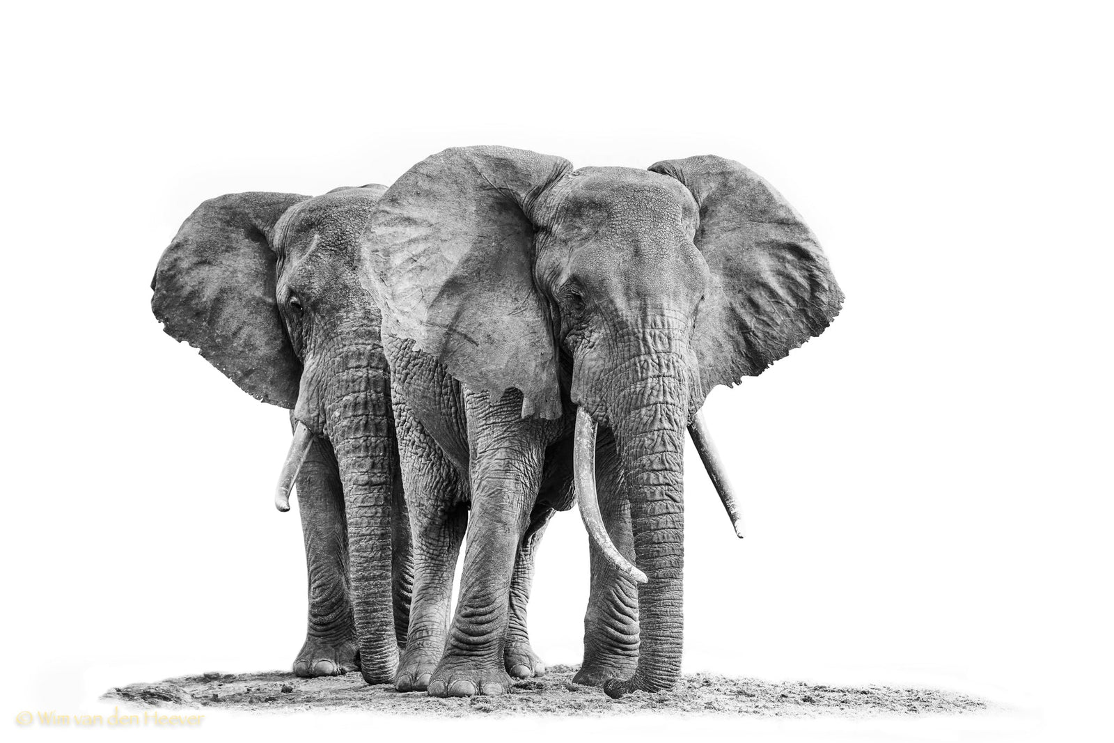 Elephant fine art print by Wim van den Heever