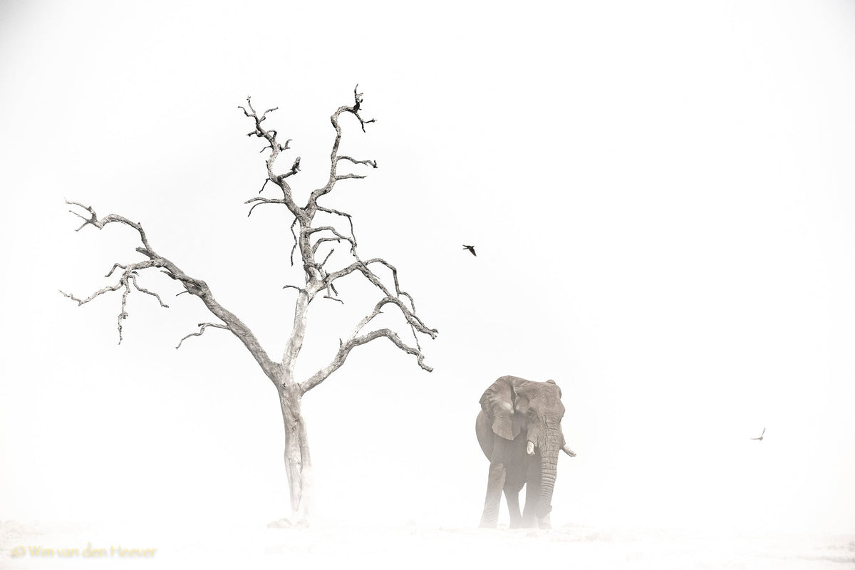 Elephant fine art print by Wim van den Heever