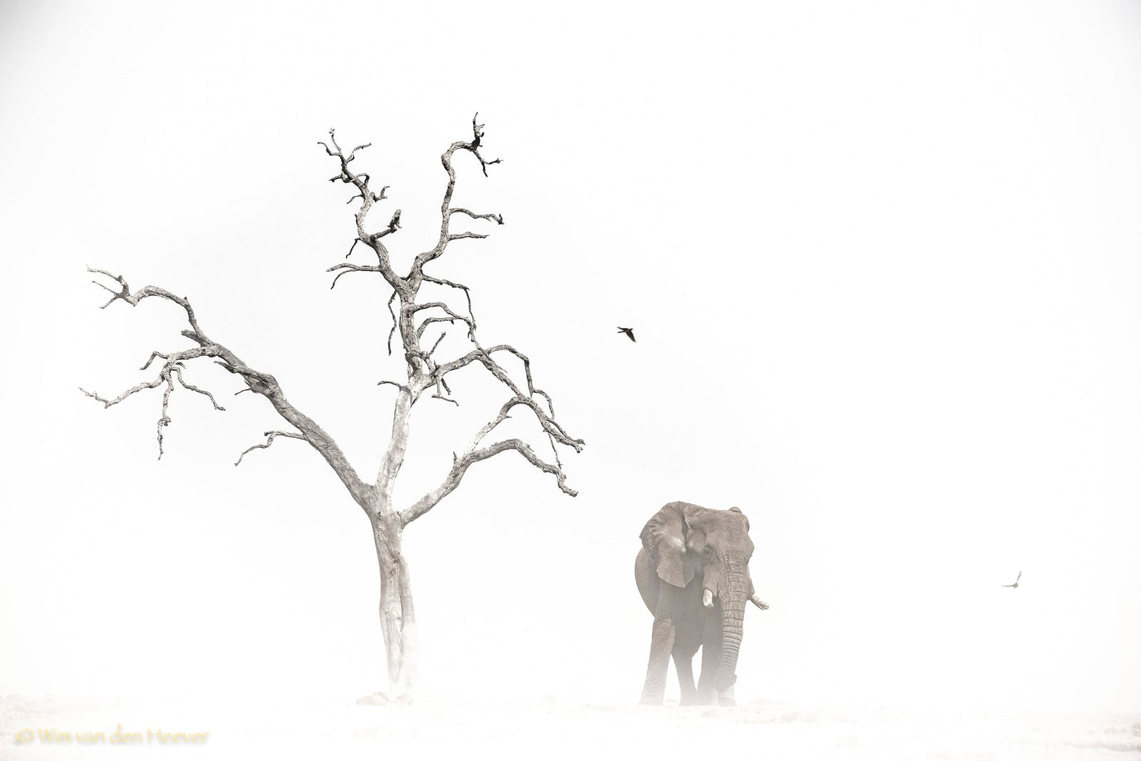Elephant fine art print by Wim van den Heever
