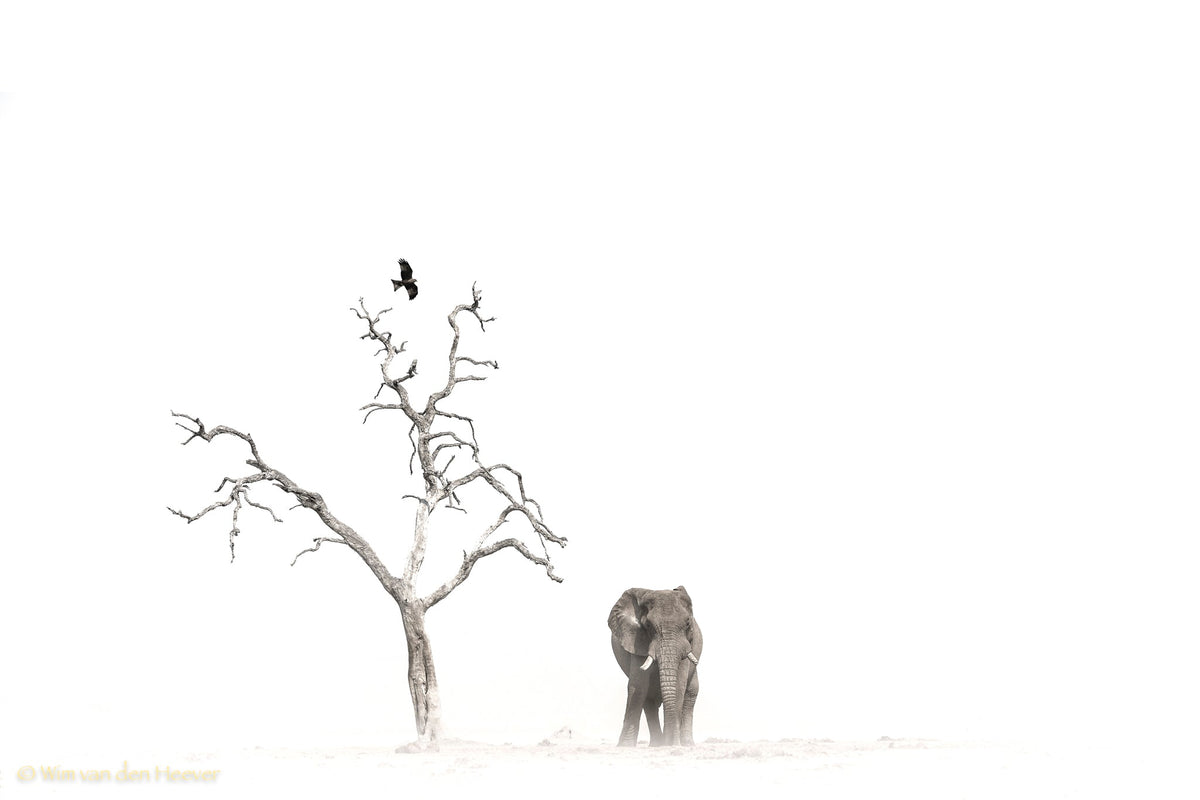 Elephant fine art print by Wim van den Heever