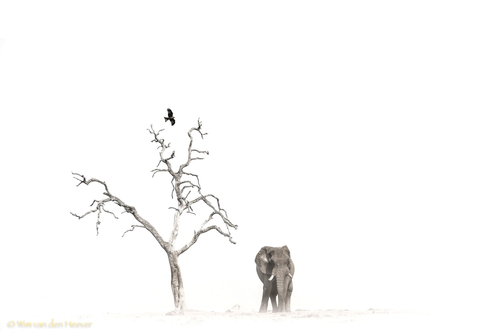 Elephant fine art print by Wim van den Heever