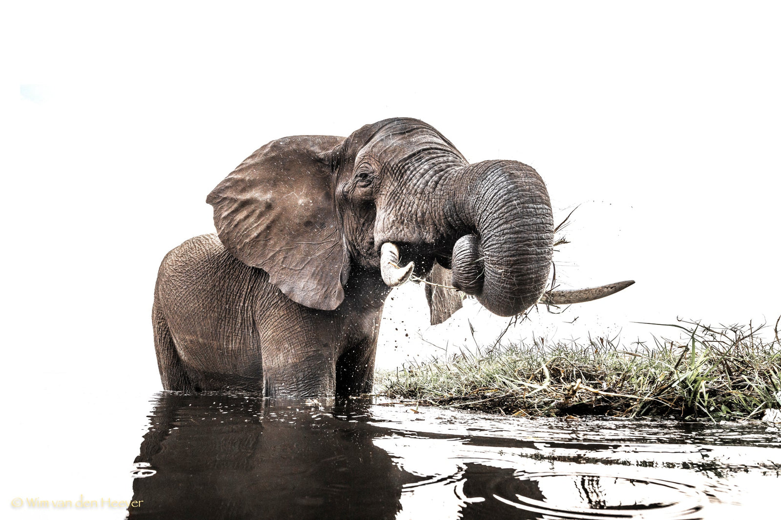 Elephant fine art print by Wim van den Heever