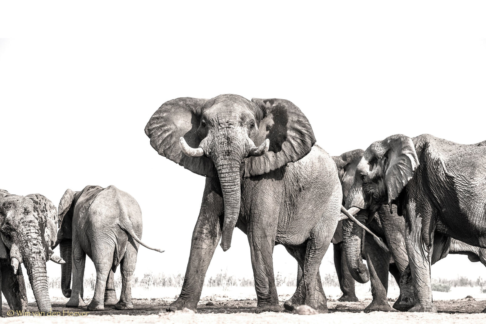Elephant fine art print by Wim van den Heever