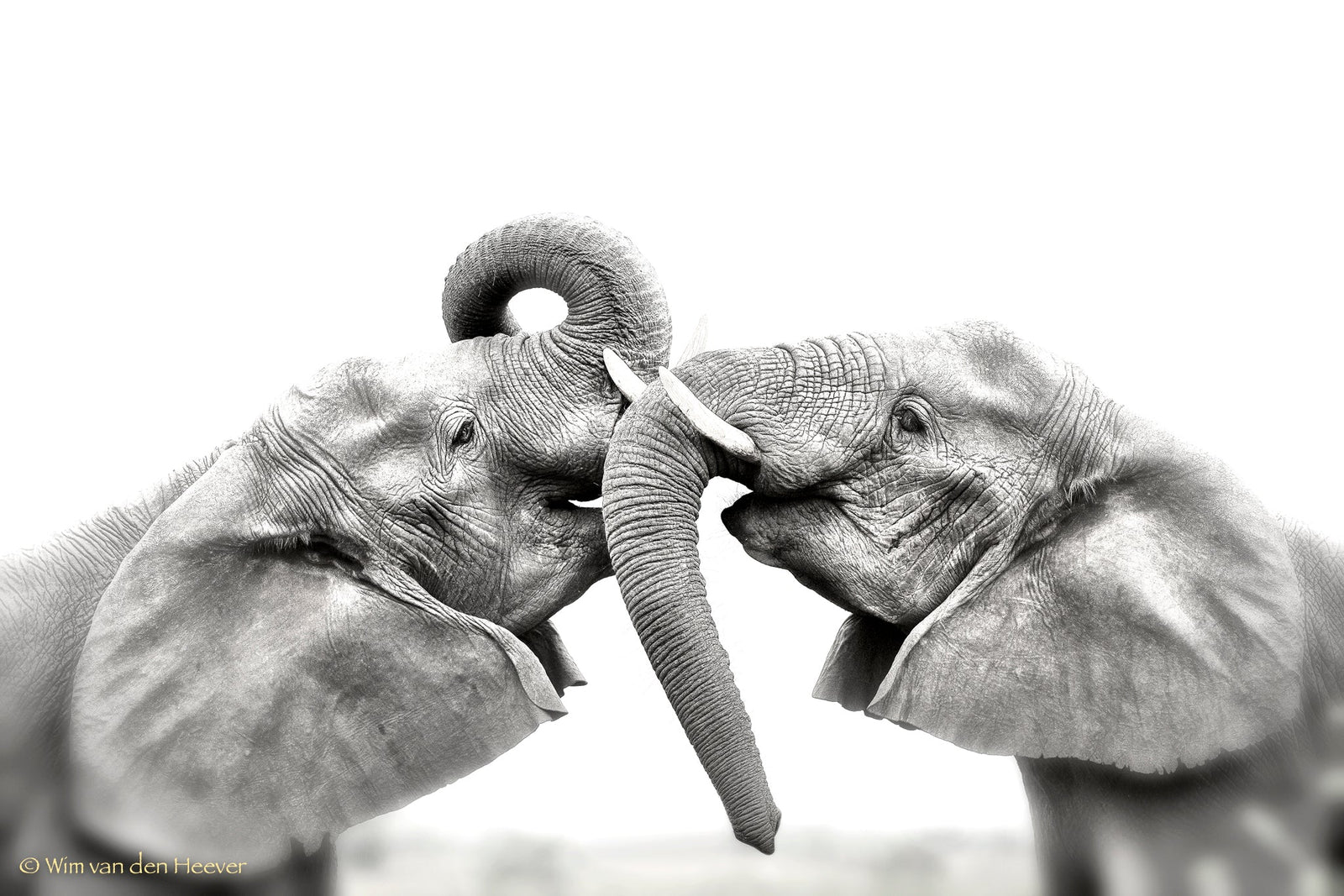 Elephant fine art print by Wim van den Heever