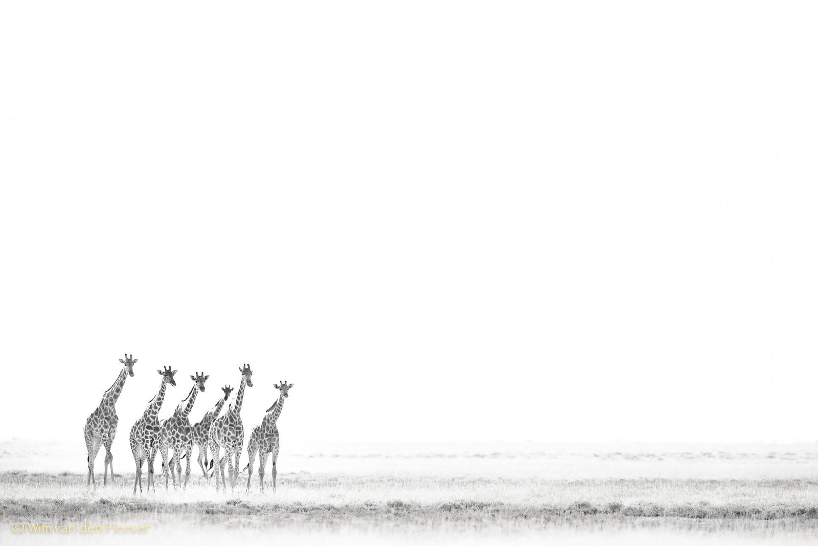 Giraffe fine art print by Wim van den Heever