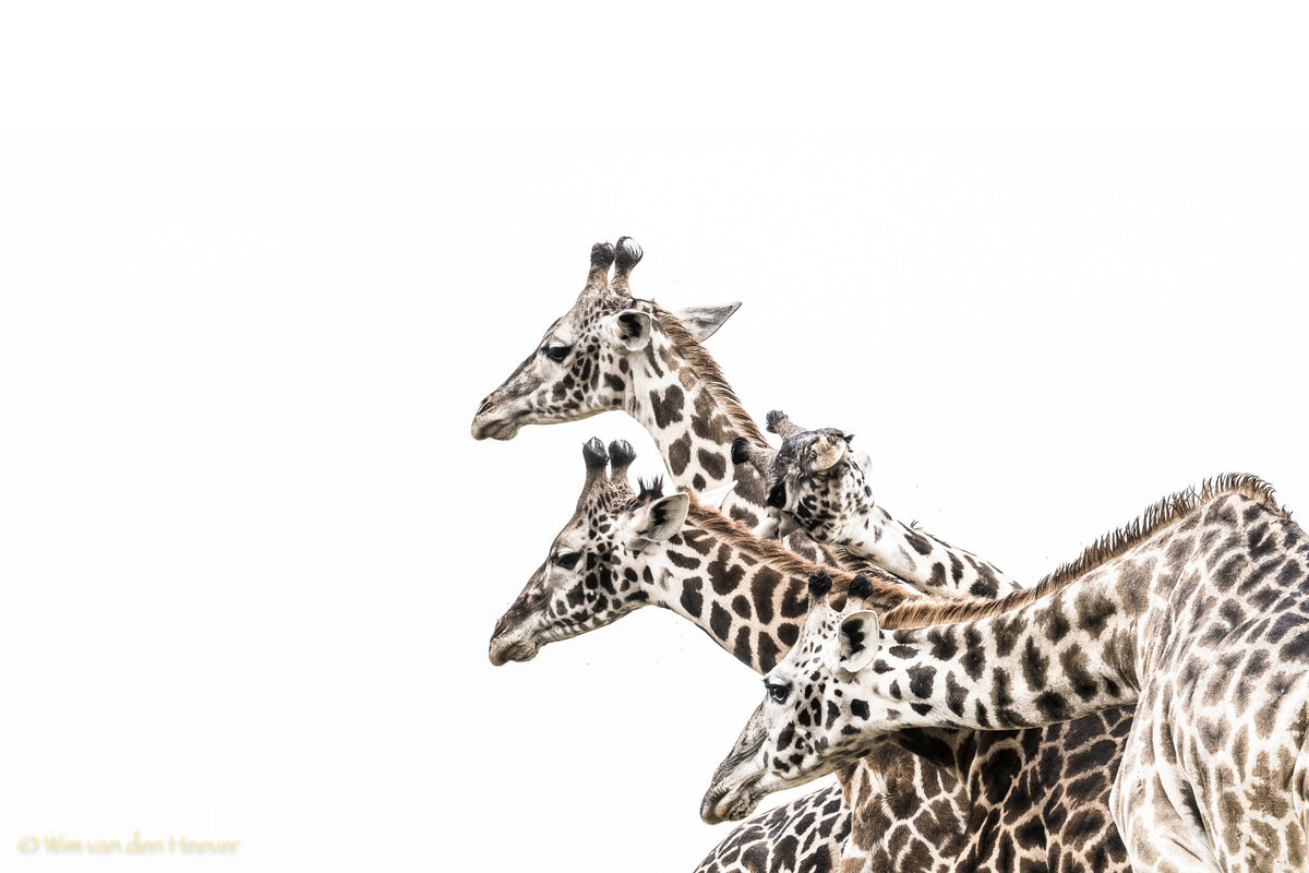 Giraffe fine art print by Wim van den Heever