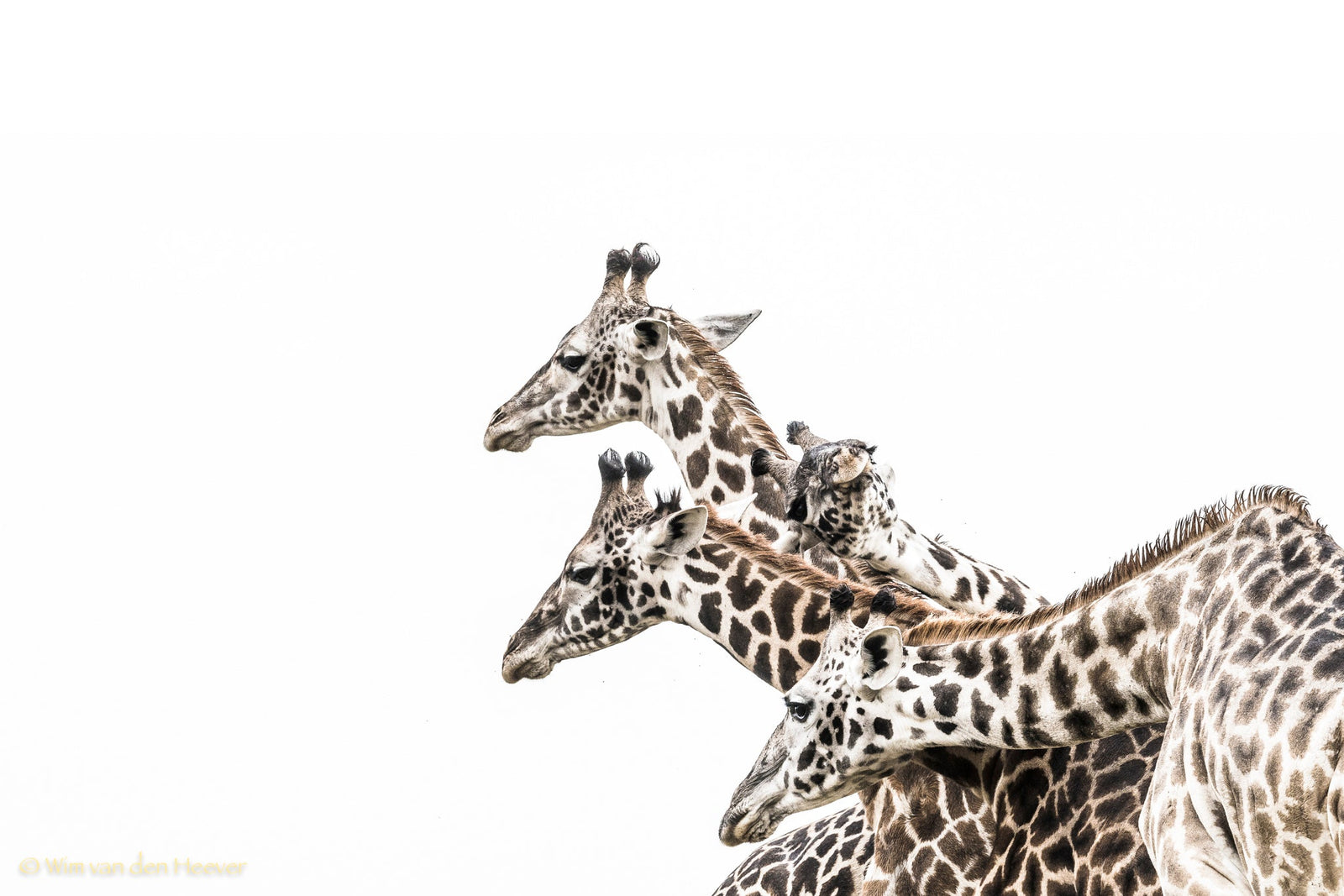 Giraffe fine art print by Wim van den Heever