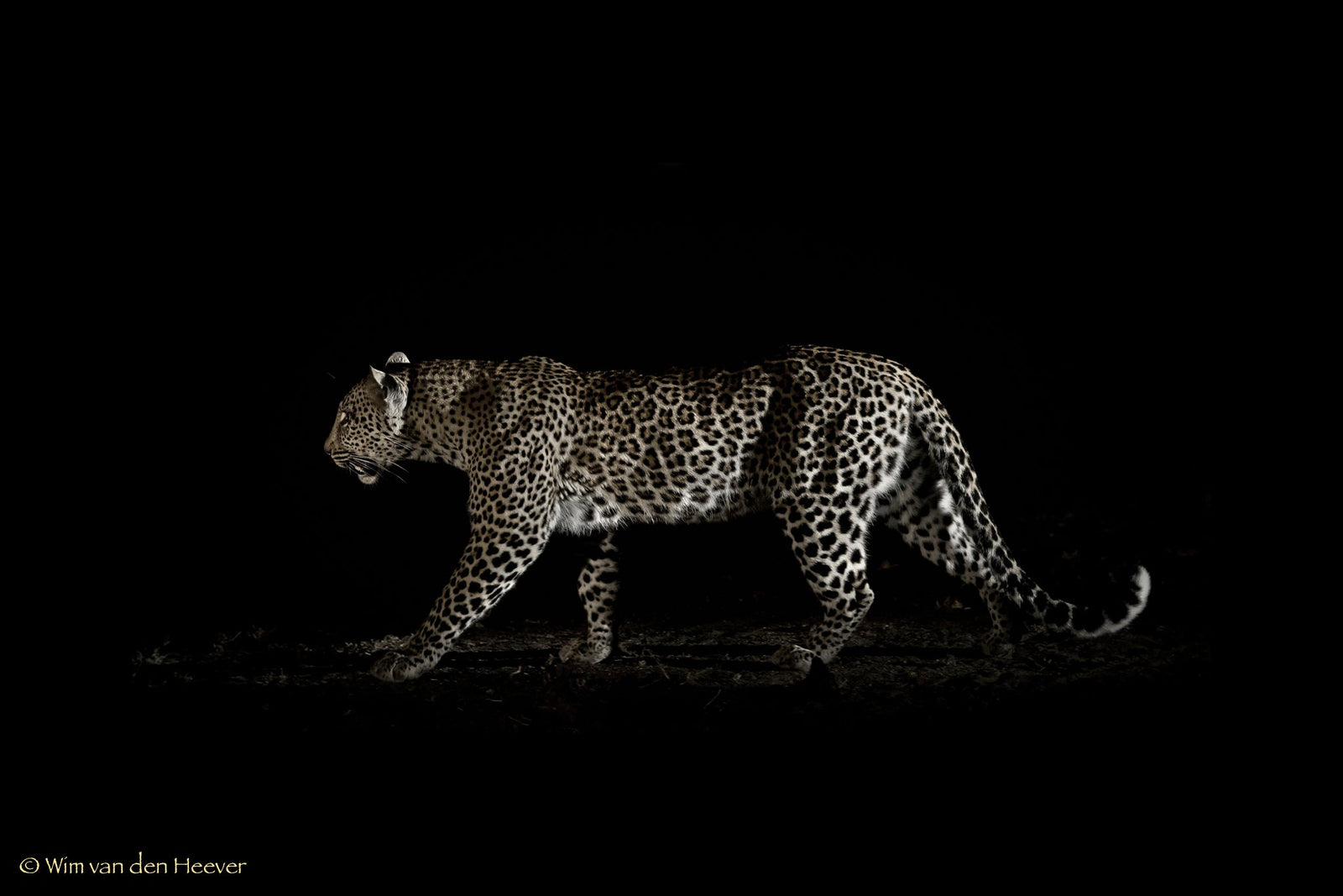 Leopard fine art print by Wim van den Heever