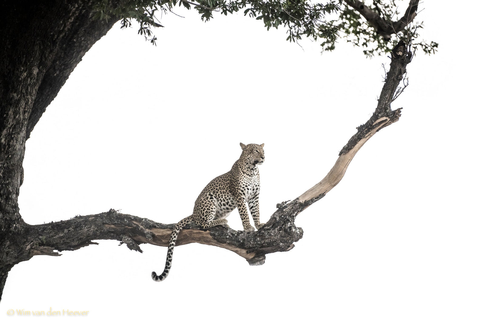 Leopard fine art print by Wim van den Heever