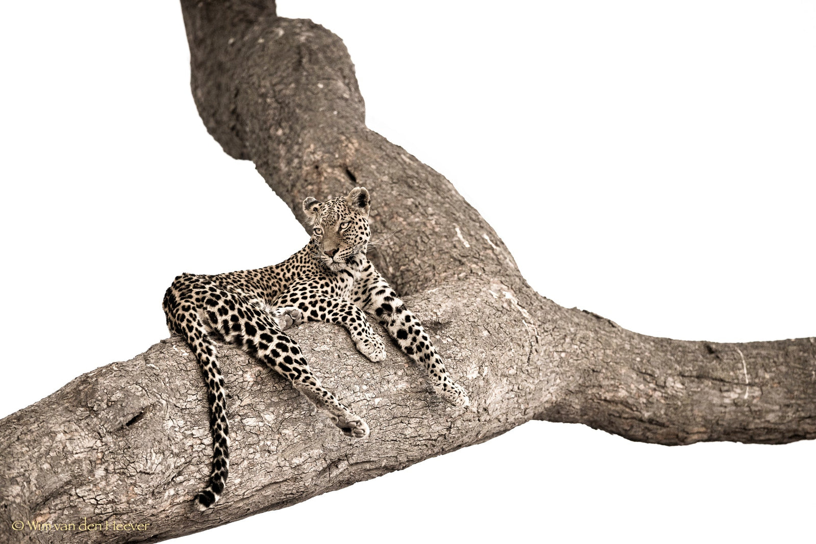 Leopard fine art print by Wim van den Heever