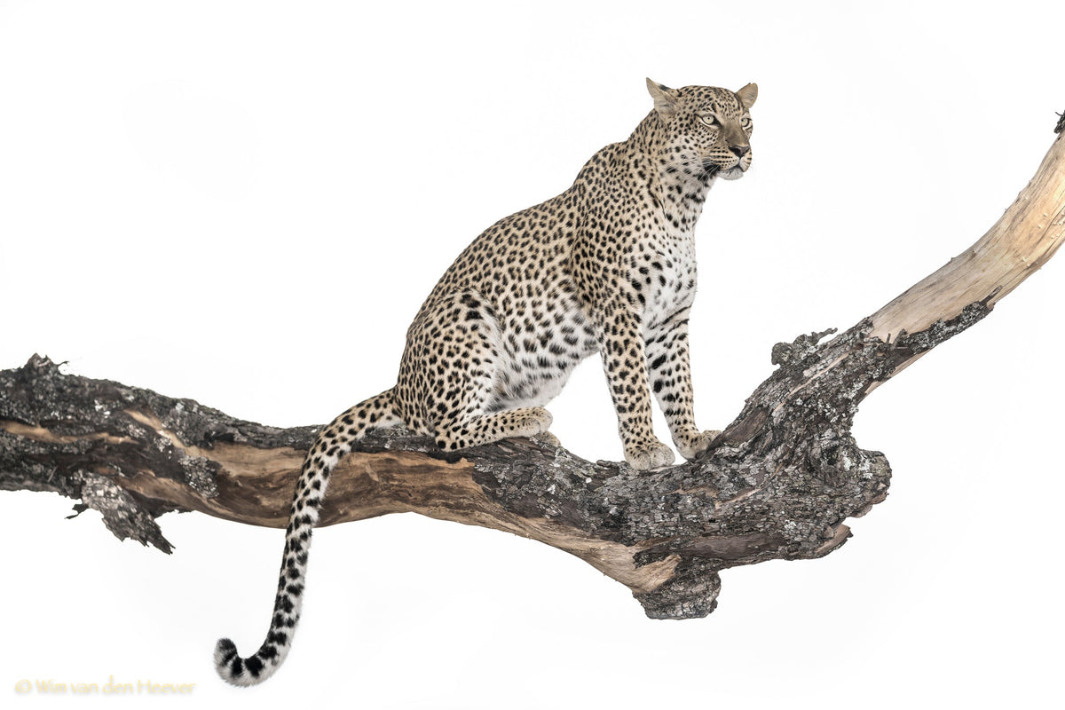 Leopard fine art print by Wim van den Heever