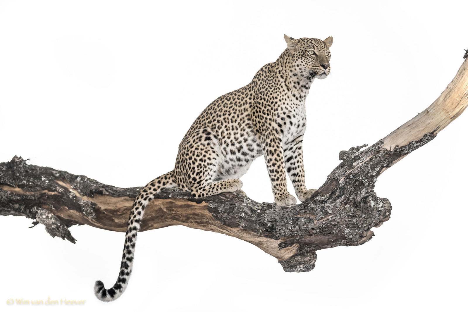 Leopard fine art print by Wim van den Heever