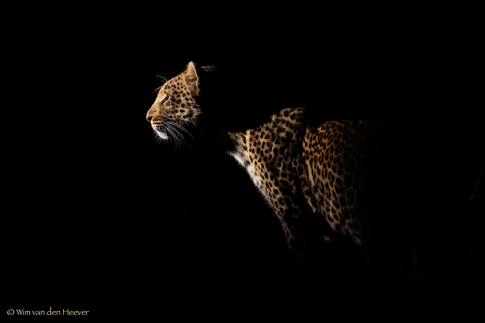 Leopard fine art print by Wim van den Heever