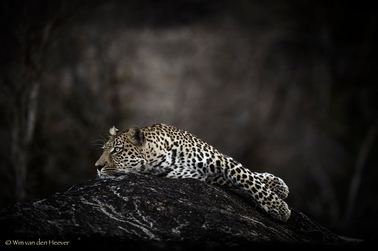 Leopard fine art print by Wim van den Heever