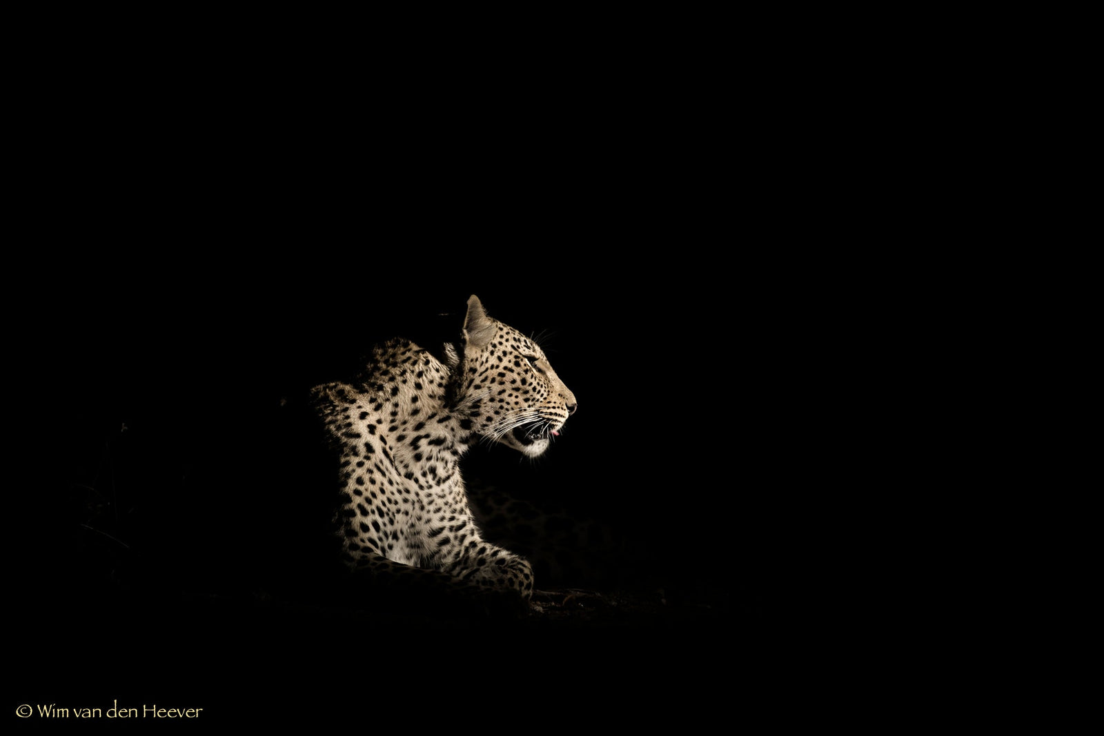 Leopard fine art print by Wim van den Heever