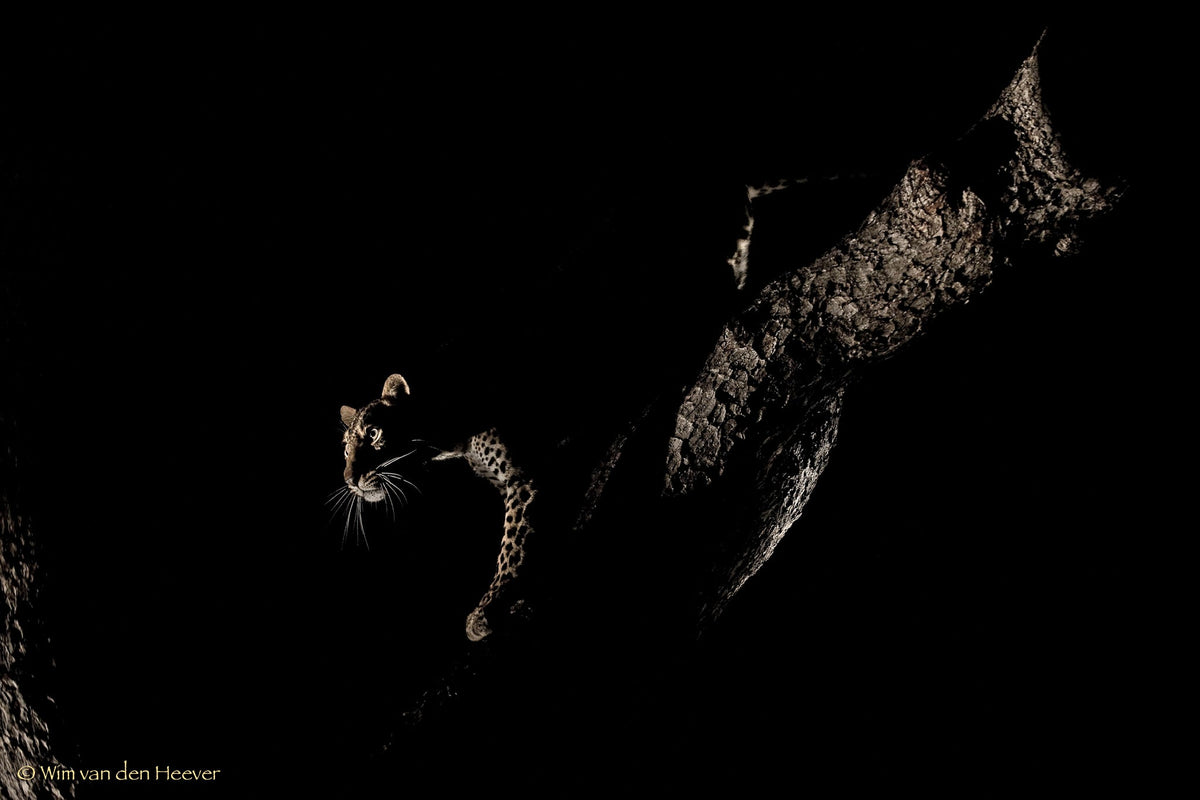 Leopard fine art print by Wim van den Heever