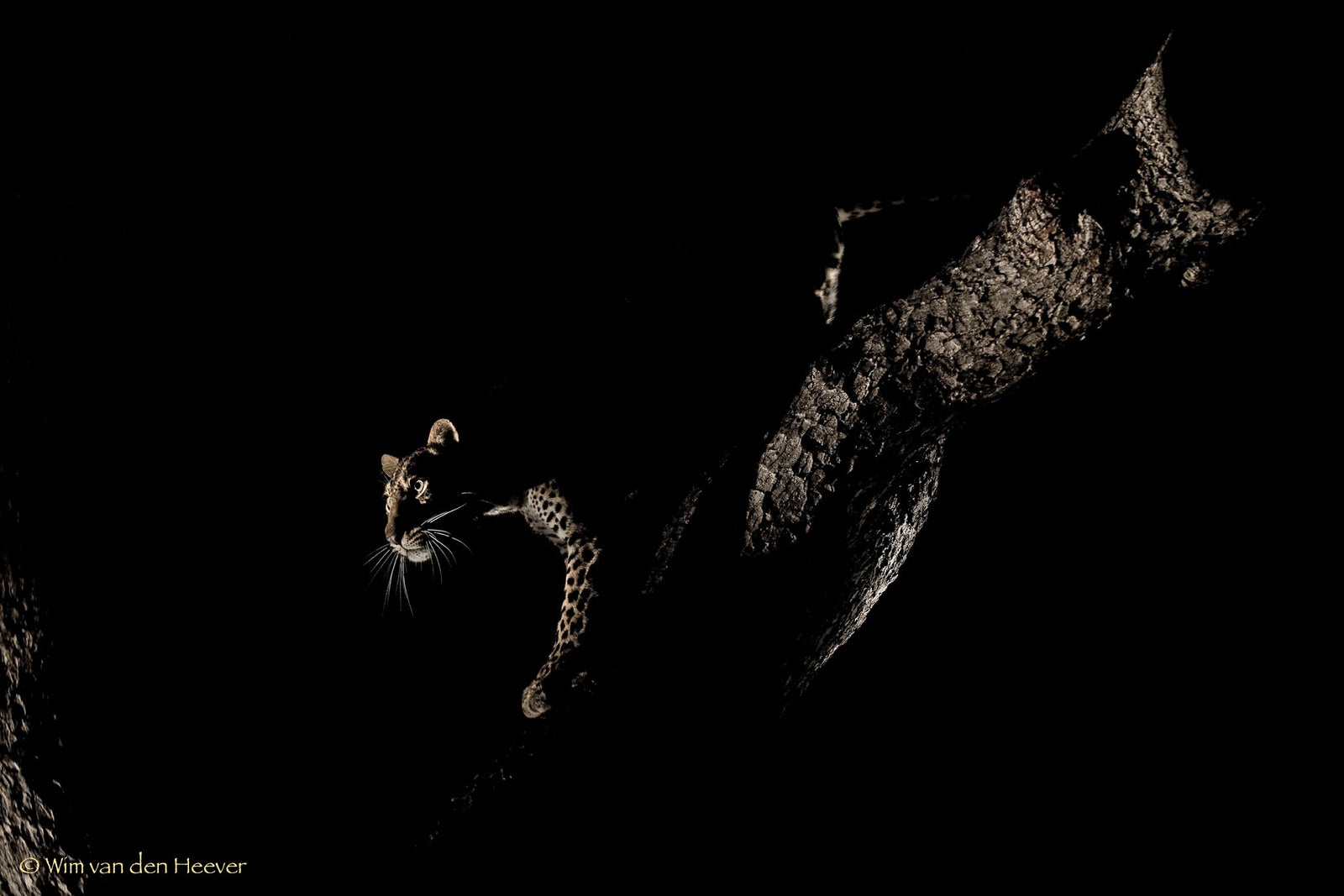 Leopard fine art print by Wim van den Heever