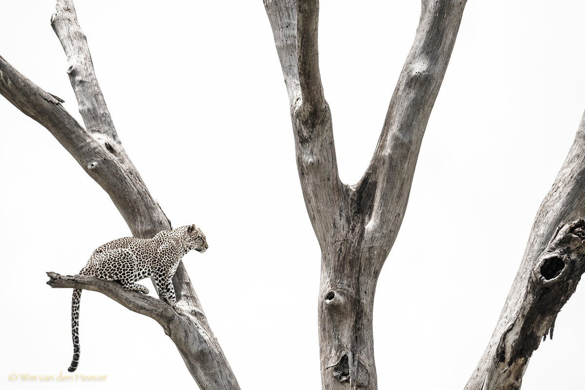 Leopard fine art print by Wim van den Heever