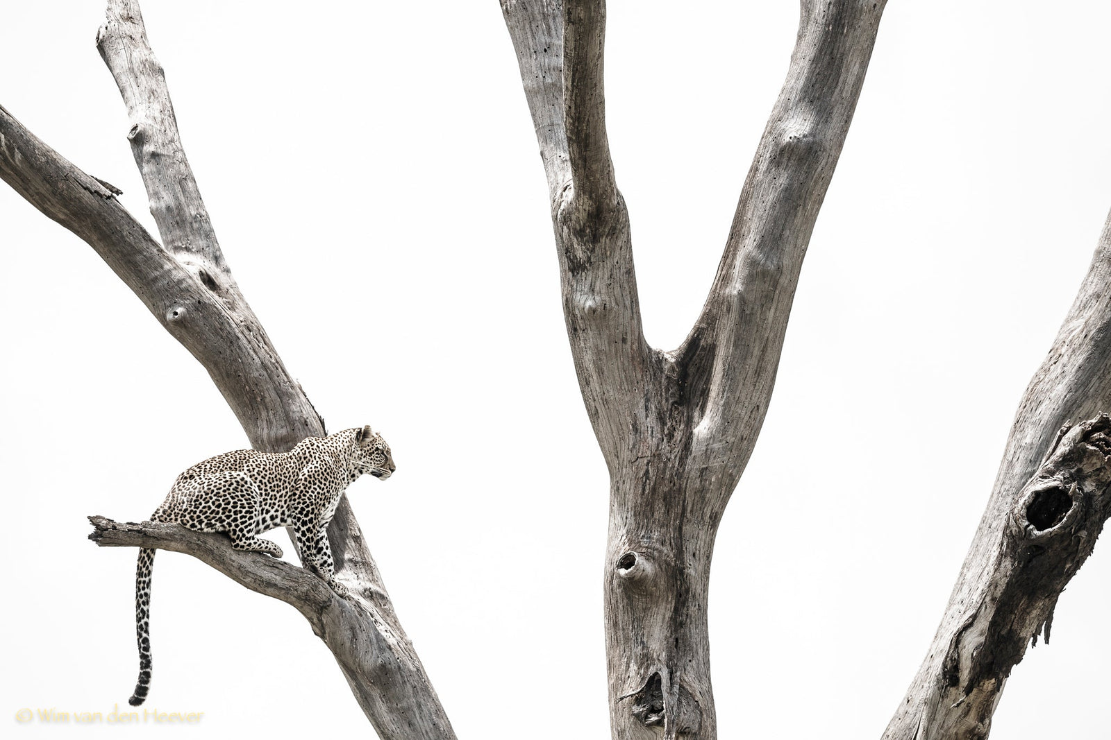 Leopard fine art print by Wim van den Heever