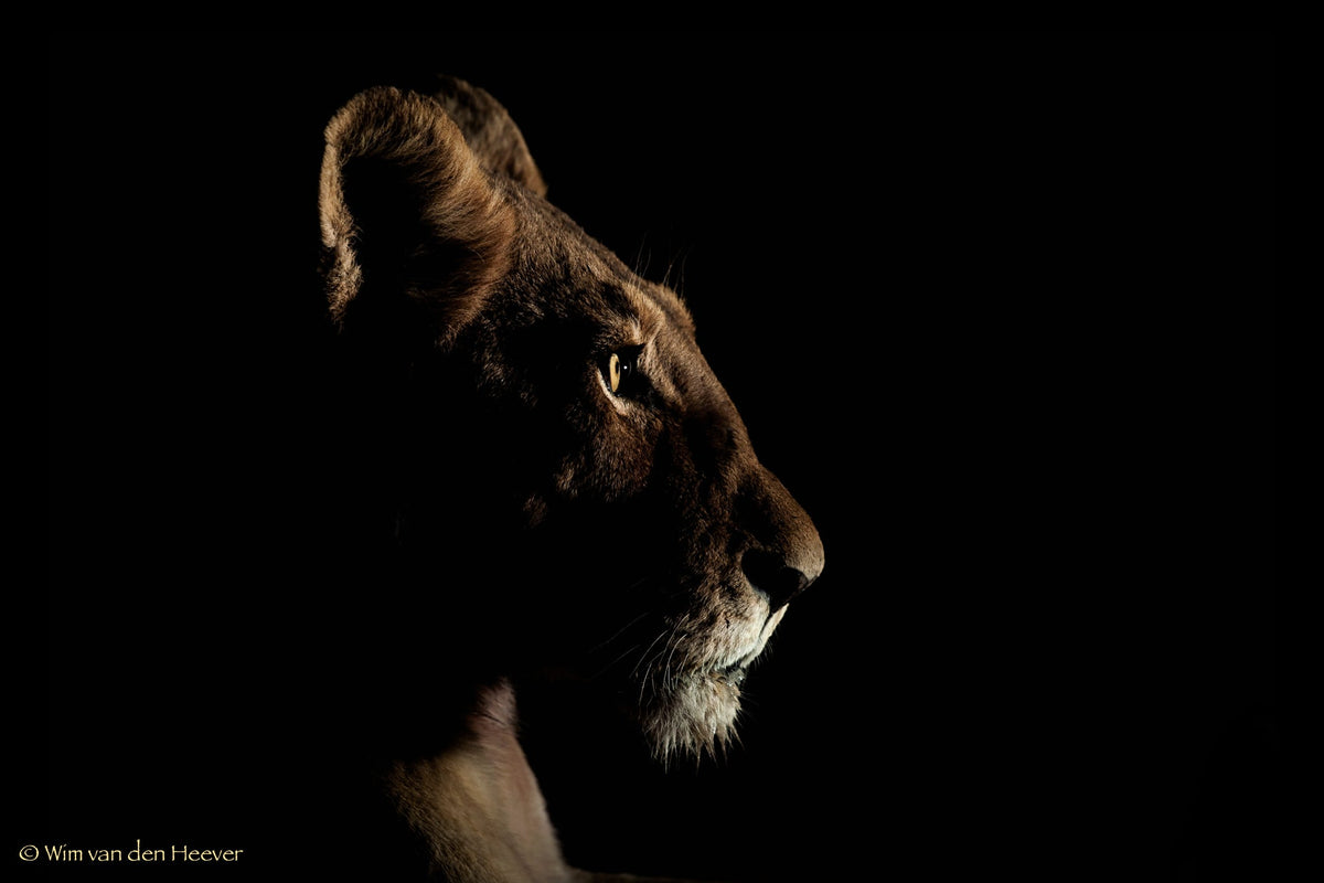 Lion fine art print by Wim van den Heever