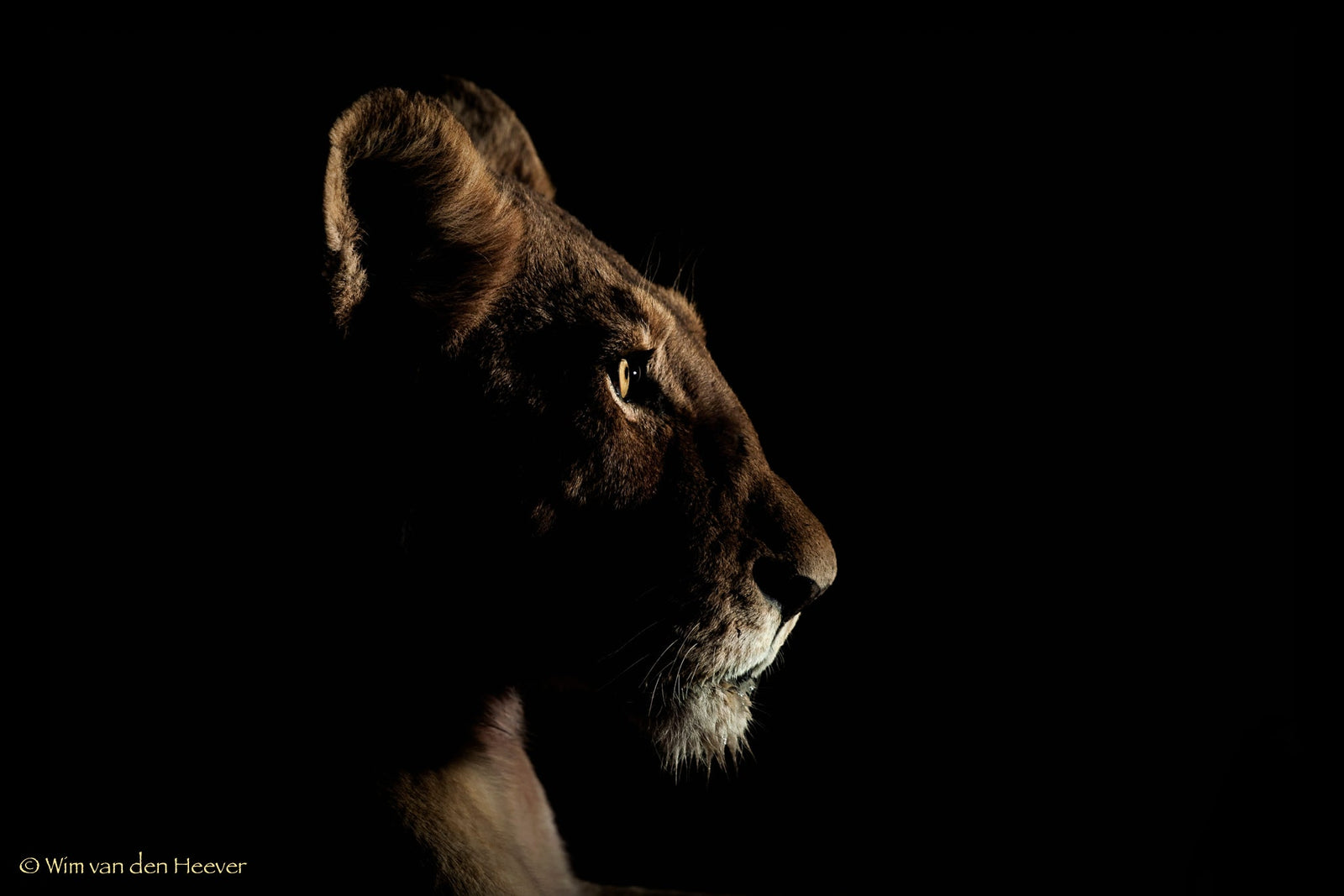 Lion fine art print by Wim van den Heever